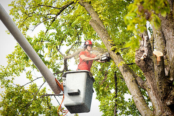 Reliable Captains Cove, VA Tree Service Solutions